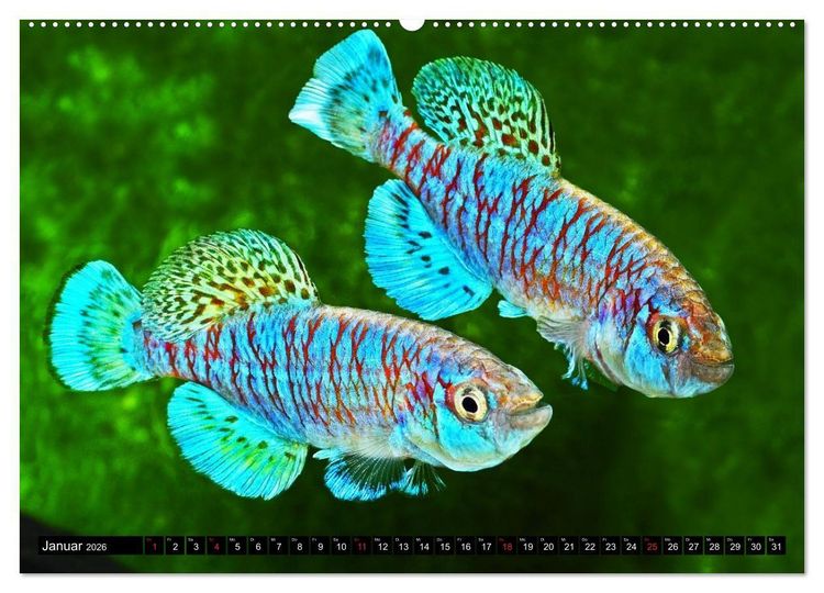Produktbild: Killifische &ndash; Bunte Fische Afrikas (hochwertiger Premium Wandkalender 2026 DIN A2 quer), Kunstdruck in Hochglanz