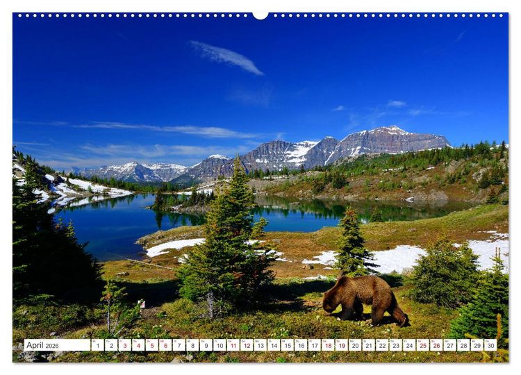 Produktbild: KANADA - Die B&auml;ren der Rocky Mountains (hochwertiger Premium Wandkalender 2026 DIN A2 quer), Kunstdruck in Hochglanz