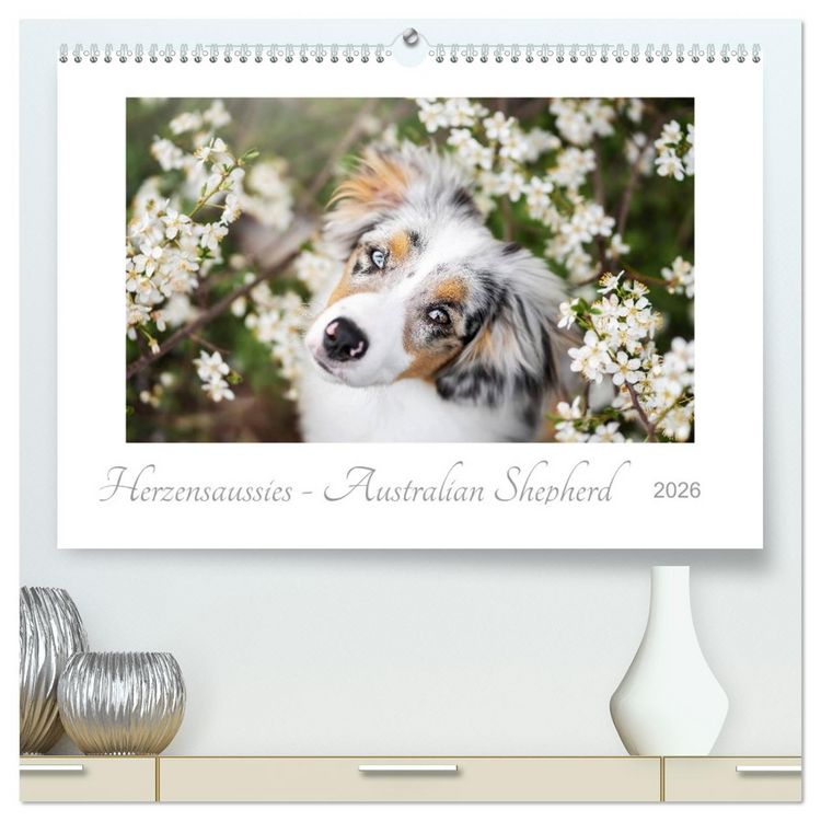 Produktbild: Herzensaussies - Australian Shepherd (hochwertiger Premium Wandkalender 2026 DIN A2 quer), Kunstdruck in Hochglanz