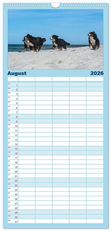 Produktbild: Familienplaner 2026 - Berner Sennenhund 2026 mit 5 Spalten (Wandkalender, 21 x 45 cm) CALVENDO