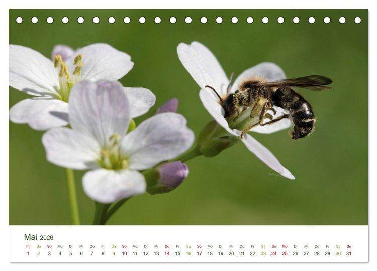 Produktbild: Wildbienen im Garten (Tischkalender 2026 DIN A5 quer), CALVENDO Monatskalender