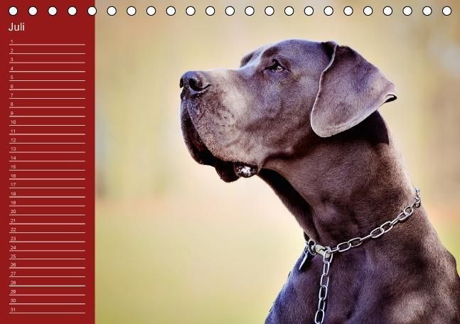 Produktbild: Deutsche Doggen / Geburtstagskalender (Tischkalender immerw&auml;hrend DIN A5 quer)