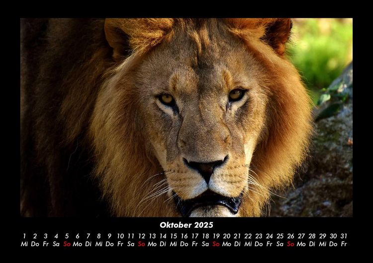 Produktbild: L&ouml;wen in der Wildnis 2025 Fotokalender DIN A3