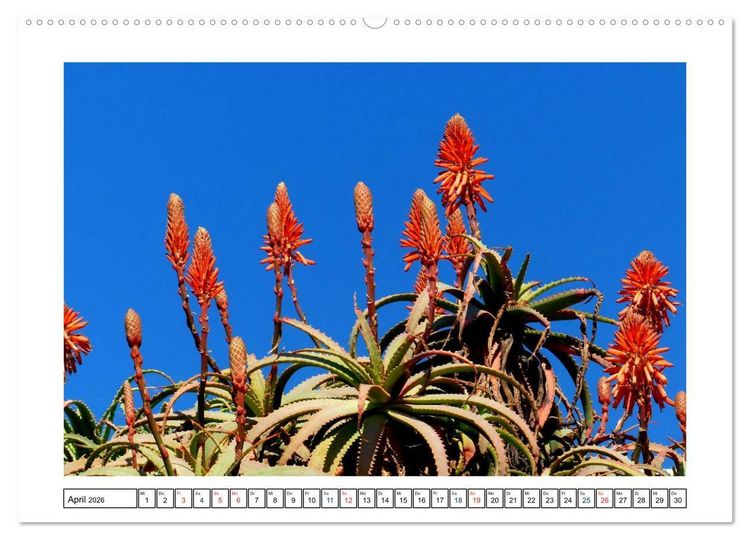 Produktbild: Lanzarote - Playa Blanca (Wandkalender 2026 DIN A2 quer), CALVENDO Monatskalender