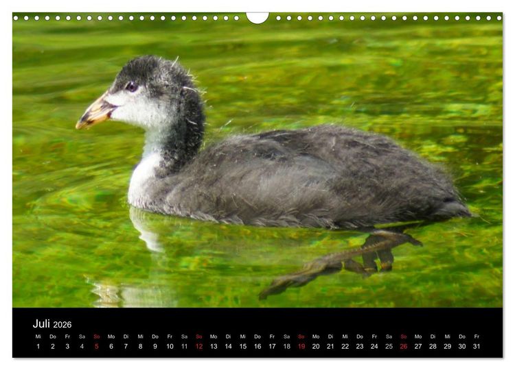 Produktbild: Das Leben der Enten (Wandkalender 2026 DIN A3 quer), CALVENDO Monatskalender