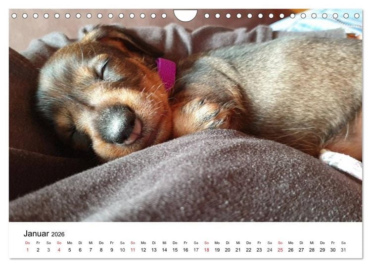Produktbild: Ein Dackelkind blickt zur&uuml;ck (Wandkalender 2026 DIN A4 quer), CALVENDO Monatskalender