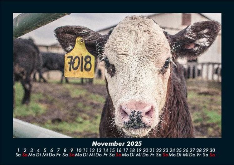 Produktbild: Kuhkalender 2025 Fotokalender DIN A5