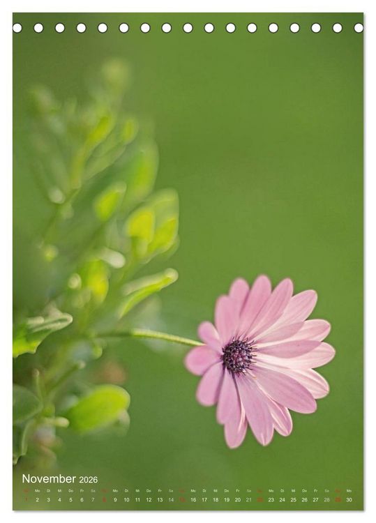 Produktbild: NATUR PUR Kleine Blumen am Wegesrand (Tischkalender 2026 DIN A5 hoch), CALVENDO Monatskalender