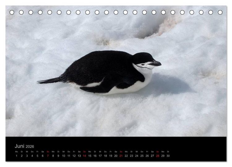 Produktbild: Antarktische Impressionen (Tischkalender 2026 DIN A5 quer), CALVENDO Monatskalender