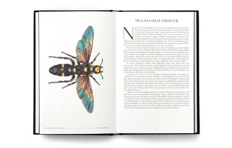 Produktbild: Wunderwelt der Insekten