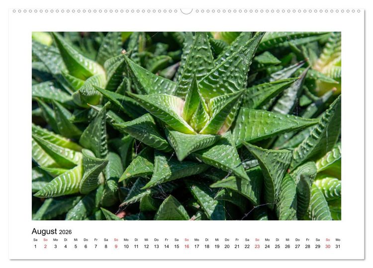 Produktbild: Kakteen und Sukkulenten (Wandkalender 2026 DIN A2 quer), CALVENDO Monatskalender