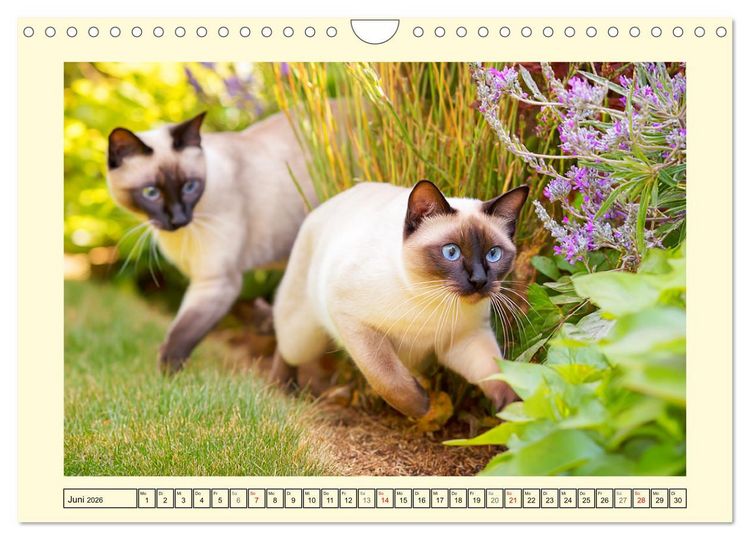 Produktbild: Edle Siamkatzen. Anmut und Charakter im Spiel mit der Natur (Wandkalender 2026 DIN A4 quer), CALVENDO Monatskalender