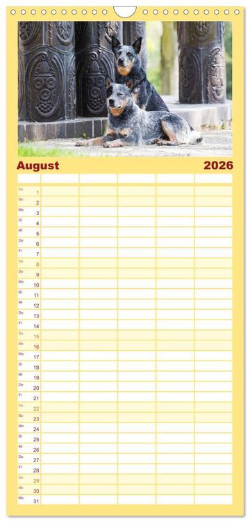 Produktbild: Familienplaner 2026 - Australian Cattle Dogs zwischen Kunst und Kultur mit 5 Spalten (Wandkalender, 21 x 45 cm) CALVENDO