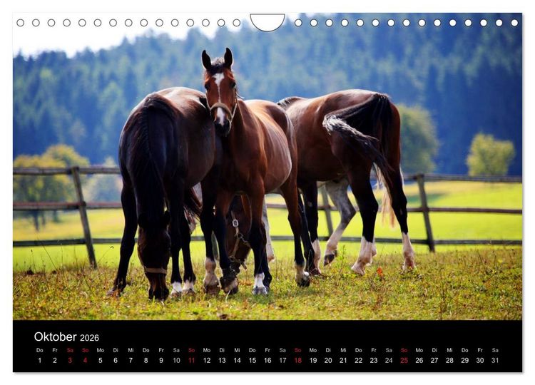 Produktbild: Faszination Pferde (Wandkalender 2026 DIN A4 quer), CALVENDO Monatskalender