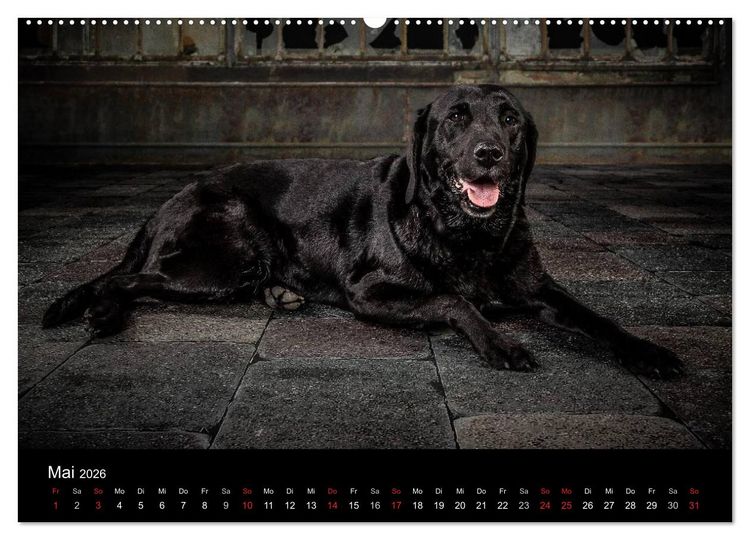 Produktbild: Urban Dogs - Hundekalender der anderen Art (Wandkalender 2026 DIN A2 quer), CALVENDO Monatskalender
