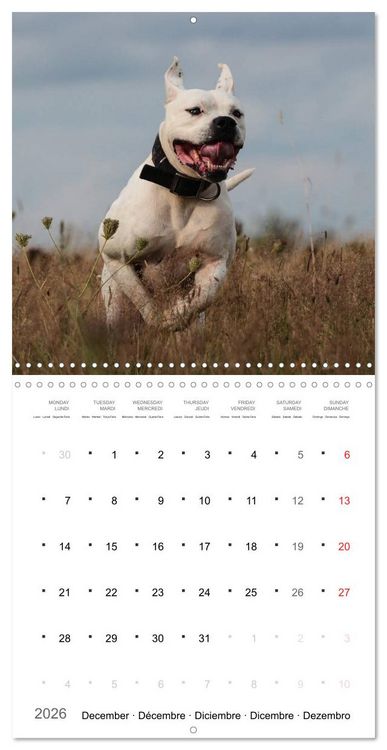 Produktbild: American Bulldog (Wall Calendar 2026 12 &times; 12 Inch) CALVENDO 12 Month Wall Calendar