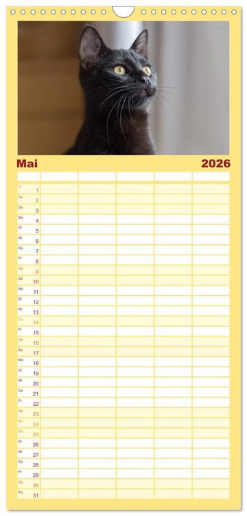 Produktbild: Familienplaner 2026 - Tierschutzkatzen vom TSV-Neuss - Gro&szlig;es Gl&uuml;ck auf sanften Pfoten mit 5 Spalten (Wandkalender, 21 x 45 cm) CALVENDO
