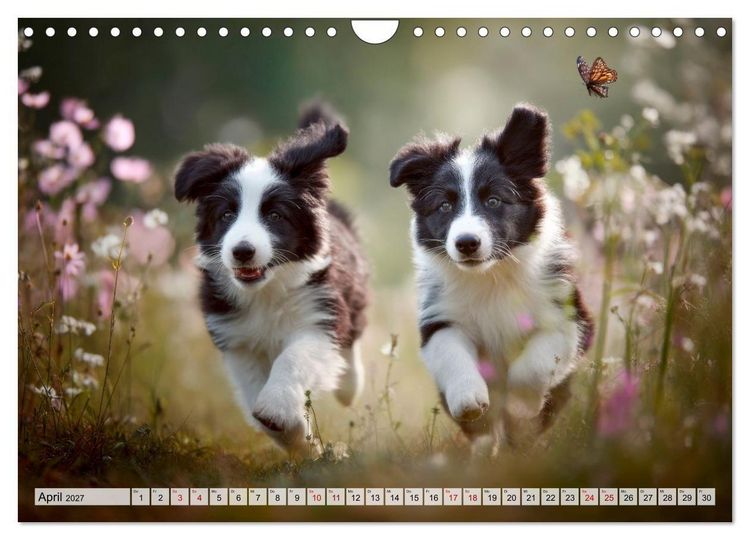 Produktbild: Border Collie - Magische Augenblicke (Wandkalender 2027 DIN A4 quer), CALVENDO Monatskalender
