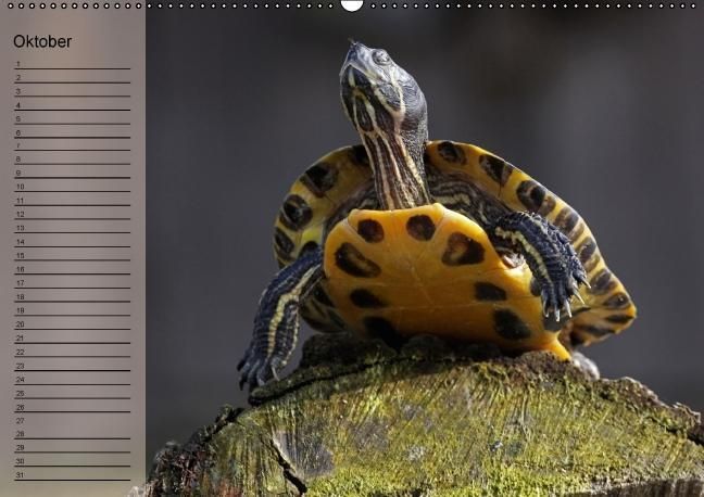Produktbild: Schildkr&ouml;ten Geburtstagskalender (Wandkalender immerw&auml;hrend DIN A2 quer)