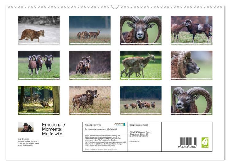 Produktbild: Emotionale Momente: Muffelwild. (hochwertiger Premium Wandkalender 2026 DIN A2 quer), Kunstdruck in Hochglanz