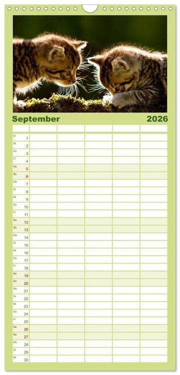 Produktbild: Familienplaner 2026 - K&auml;tzchen 2026 mit 5 Spalten (Wandkalender, 21 x 45 cm) CALVENDO