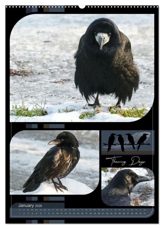 Produktbild: Crows - Through the Seasons (High Quality Premium Wall Calendar 2026 DIN A2 portrait),CALVENDO 12 Month Wall Calendar