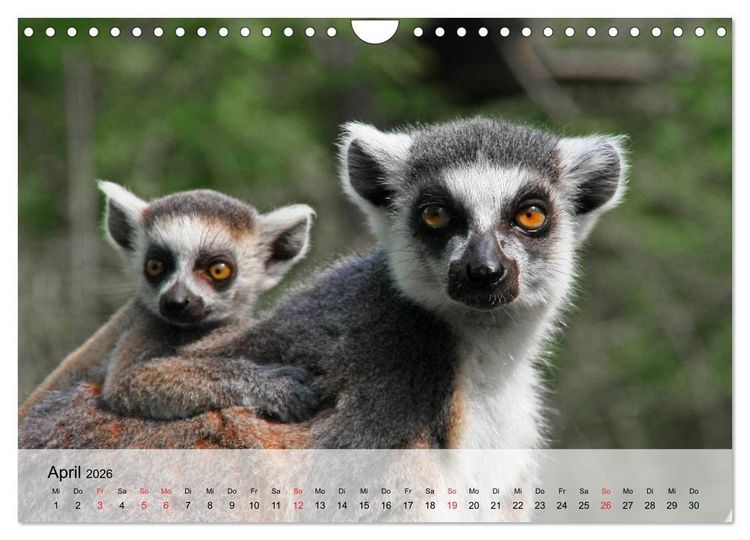 Produktbild: Faszination Affen. Kobolde zum Verlieben (Wandkalender 2026 DIN A4 quer), CALVENDO Monatskalender