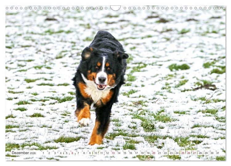 Produktbild: Berner Sennenhunde machen gl&uuml;cklich (Wandkalender 2026 DIN A3 quer), CALVENDO Monatskalender