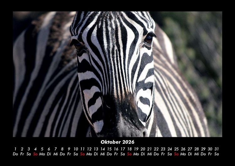 Produktbild: Zebrazauber 2026 Fotokalender DIN A3