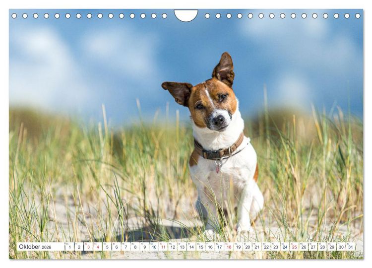 Produktbild: Jack Russell - Klein, aber oho! (Wandkalender 2026 DIN A4 quer), CALVENDO Monatskalender
