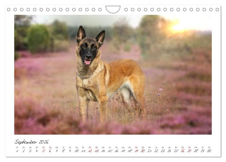 Produktbild: Mit dem Malinois durch das Jahr (Wandkalender 2026 DIN A4 quer), CALVENDO Monatskalender