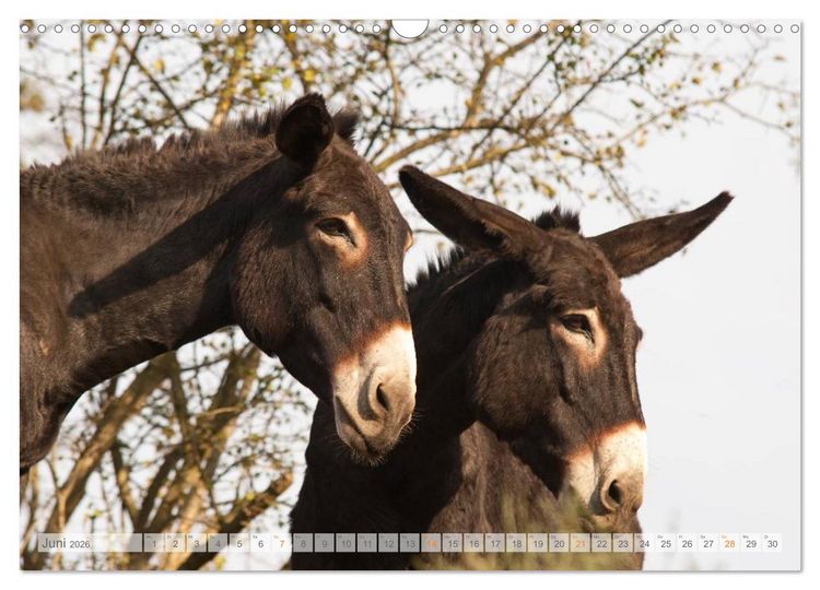 Produktbild: Zauberhafte Esel (Wandkalender 2026 DIN A3 quer), CALVENDO Monatskalender