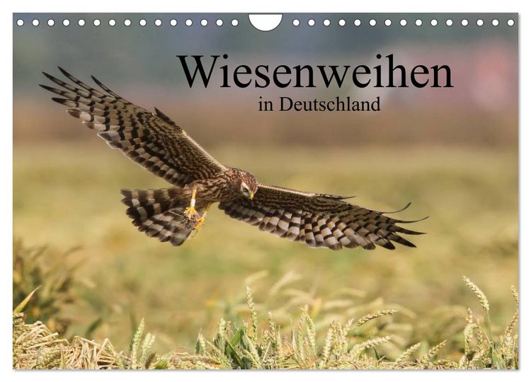 Produktbild: Wiesenweihen in Deutschland (Wandkalender 2026 DIN A4 quer), CALVENDO Monatskalender