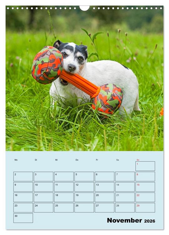 Produktbild: Familienplaner Jack und Parson Russell Terrier (Wandkalender 2026 DIN A3 hoch), CALVENDO Monatskalender