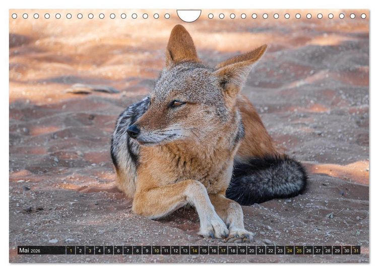Produktbild: Zwischen Namib und Kalahari (Wandkalender 2026 DIN A4 quer), CALVENDO Monatskalender
