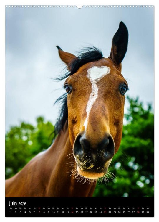 Produktbild: Chevaux en Portraits (Calendrier mural 2026 DIN A2 horizontal) calendrier de bureau
