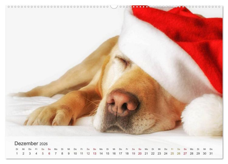 Produktbild: Hunde 2026 - Treue Begleiter (Wandkalender 2026 DIN A2 quer), CALVENDO Monatskalender