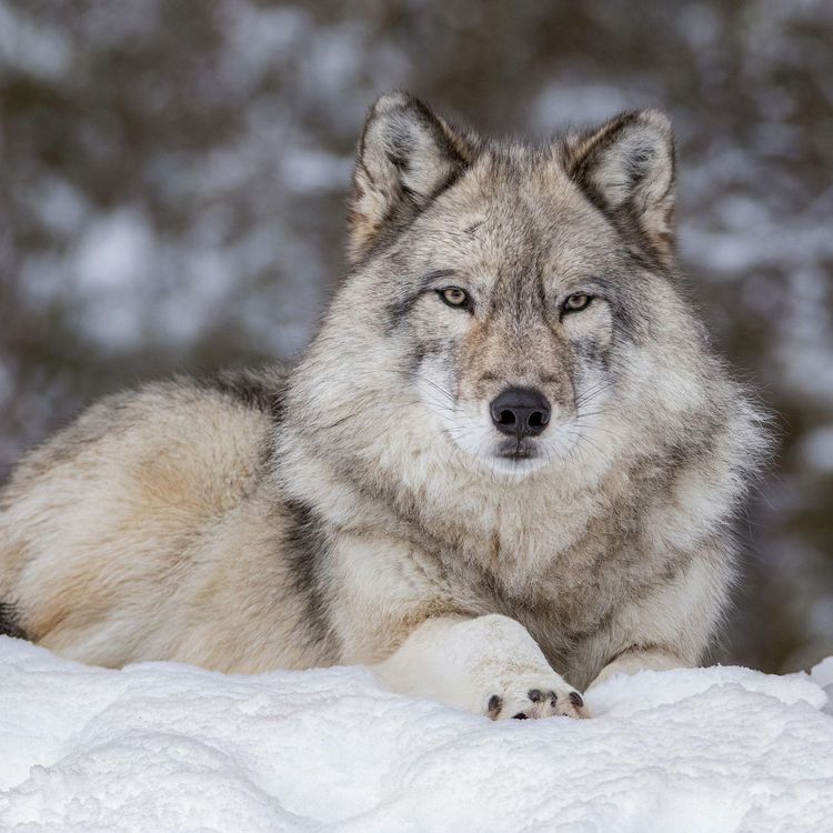 Produktbild: W&ouml;lfe / Wolves 2027