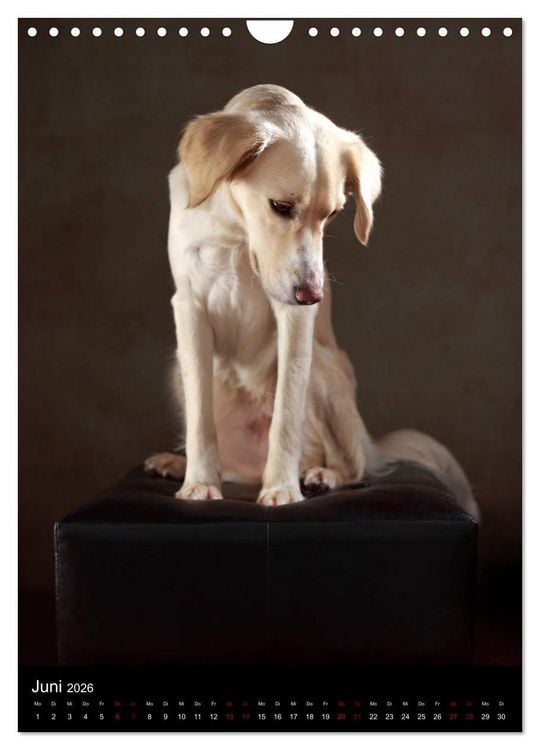 Produktbild: Stille Momente - Die sensible Seite der Hunde (Wandkalender 2026 DIN A4 hoch), CALVENDO Monatskalender