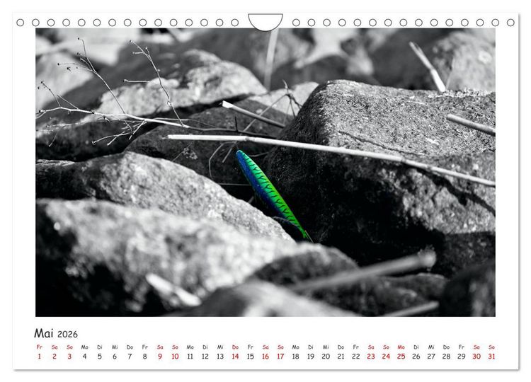 Produktbild: Gestrandet -Treibgut- (Wandkalender 2026 DIN A4 quer), CALVENDO Monatskalender
