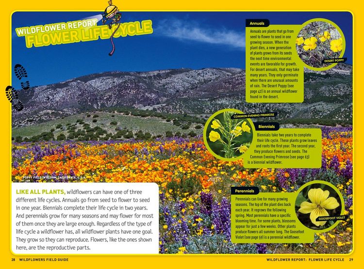 Produktbild: Ultimate Explorer Field Guide: Wildflowers