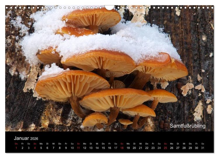 Produktbild: Pilzkalender (Wandkalender 2026 DIN A3 quer), CALVENDO Monatskalender