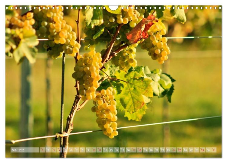 Produktbild: Wein- und Rebsorten aus Rheinland-Pfalz (Wandkalender 2025 DIN A3 quer), CALVENDO Monatskalender