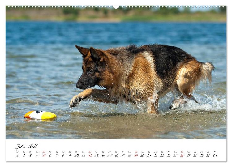 Produktbild: Deutsche Sch&auml;ferhunde - Traumhunde (hochwertiger Premium Wandkalender 2026 DIN A2 quer), Kunstdruck in Hochglanz