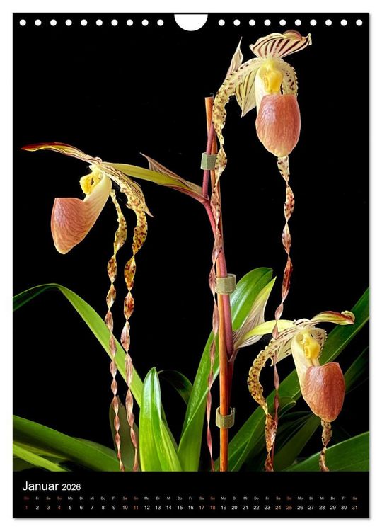 Produktbild: Orchideen - Exoten im Wohnzimmer (Wandkalender 2026 DIN A4 hoch), CALVENDO Monatskalender