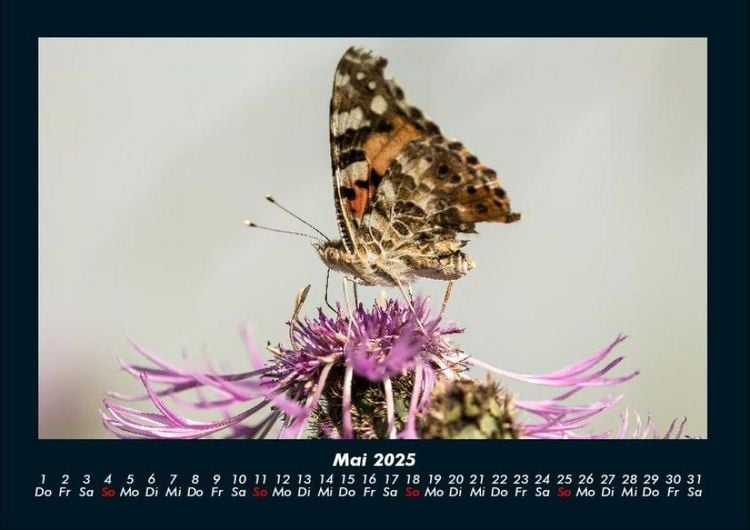 Produktbild: Bunte Pracht der Schmetterlinge 2025 Fotokalender DIN A4