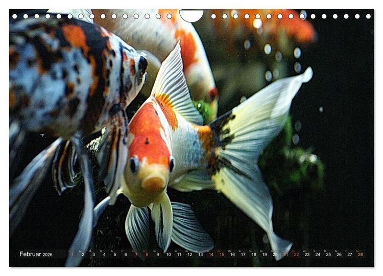 Produktbild: Goldfischportraits (Wandkalender 2026 DIN A4 quer), CALVENDO Monatskalender