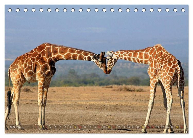 Produktbild: Giraffen - Sanftheit und Anmut (Tischkalender 2026 DIN A5 quer), CALVENDO Monatskalender