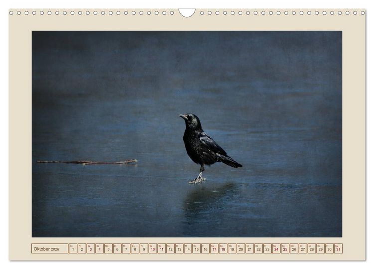 Produktbild: V&ouml;gel am Chemnitzer Schlossteich (Wandkalender 2026 DIN A3 quer), CALVENDO Monatskalender