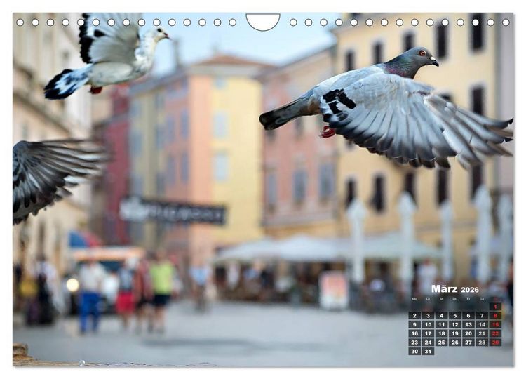 Produktbild: Wie ein Vogel in Rovinj! (Wandkalender 2026 DIN A4 quer), CALVENDO Monatskalender